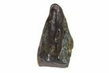 Triceratops Shed Tooth - Montana #93076-1